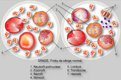 largimea distributiei trombocitare scazuta|PDW Ce Inseamna – Ghid Simplificat de Interpretare